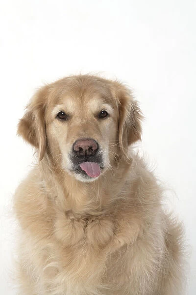 13131621. DOG. Golden Retriever, sitting head & shoulders