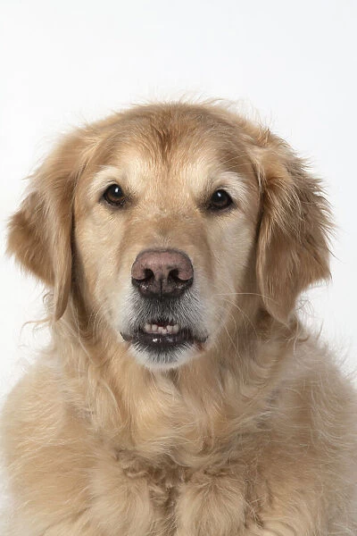 13131624. DOG. Golden Retriever, sitting head & shoulders