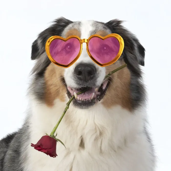 Framed Print : 13131625. DOG. Australian Shepherd, holding a red rose wearing heart shaped glasses Date Framed Print : 13131625. DOG. Australian Shepherd, holding a red rose wearing heart shaped glasses Date