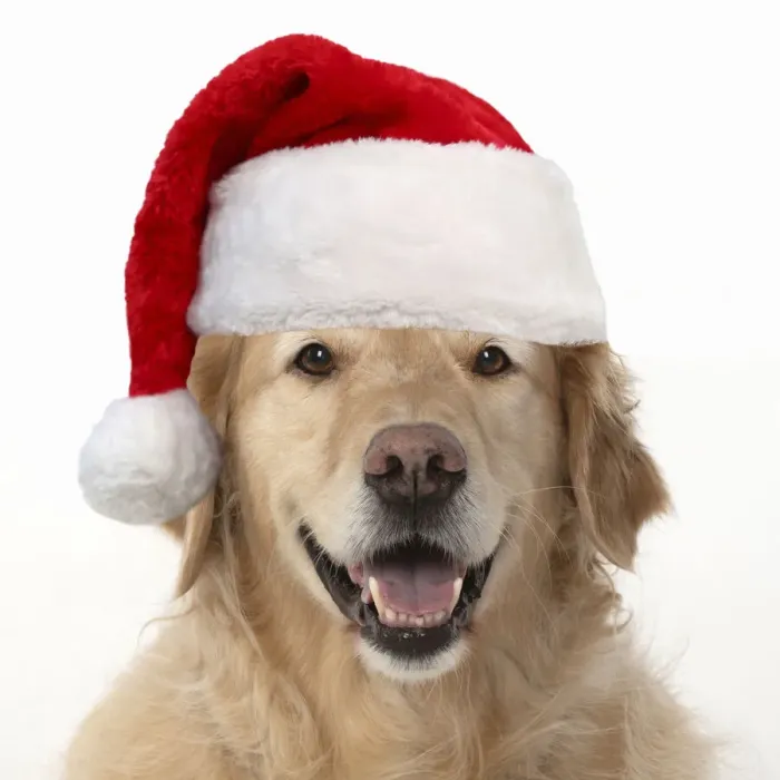 Framed Print : 13131626. DOG. Golden Retriever, sitting head and shoulders wearing a Christmas hat Date Framed Print : 13131626. DOG. Golden Retriever, sitting head and shoulders wearing a Christmas hat Date