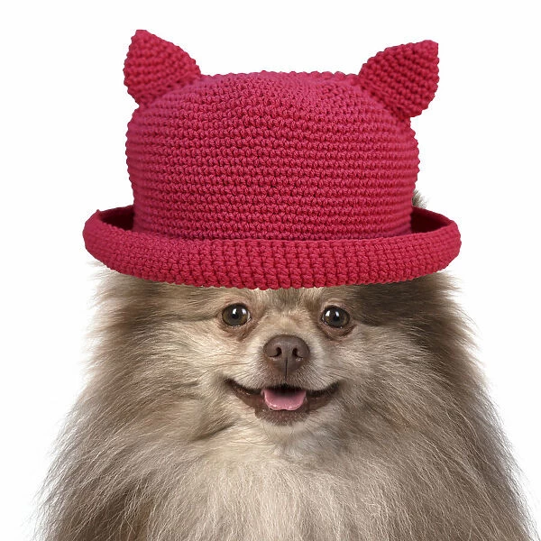 13131627. DOG. Pomeranian, head & shoulders wearing a red hat with ears Date