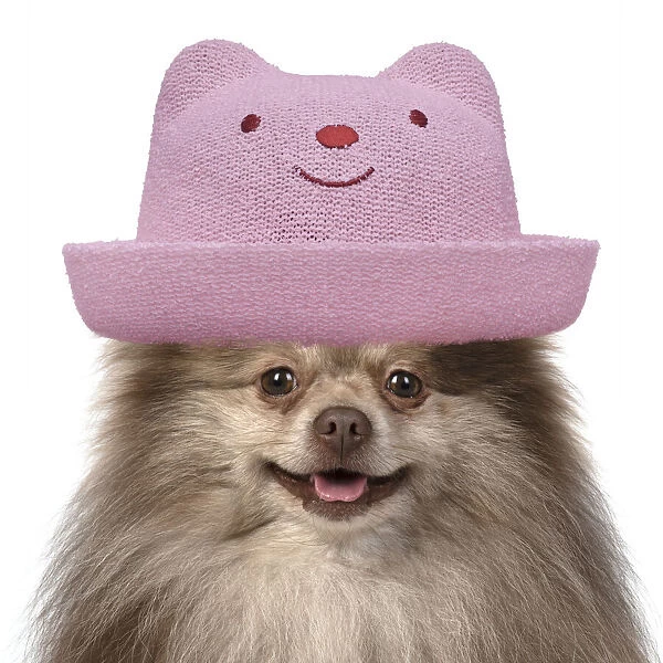 13131628. DOG. Pomeranian, head & shoulders wearing a pink smiling hat Date