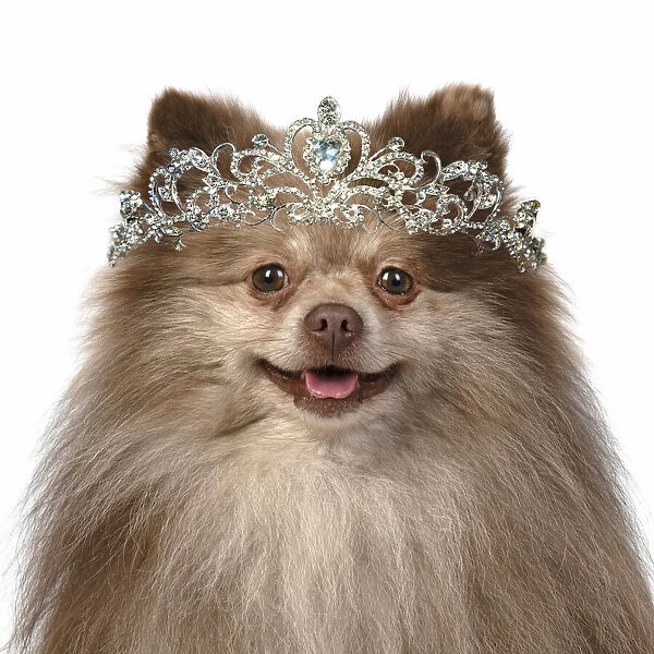 13131629. DOG. Pomeranian, head & shoulders, wearing a tiara Date