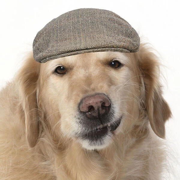13131631. DOG. Golden Retriever, sitting head & shoulders wearing a flat cap Date