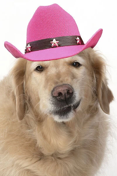 13131632. DOG. Golden Retriever, sitting head & shoulders wearing a pink cowboy hat Date