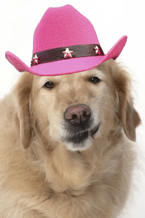Framed Print : 13131632. DOG. Golden Retriever, sitting head and shoulders wearing a pink cowboy hat Date Framed Print : 13131632. DOG. Golden Retriever, sitting head and shoulders wearing a pink cowboy hat Date