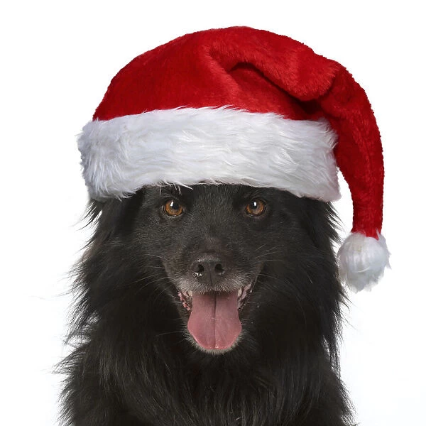 13131633. DOG. Pyrenean sheepdog wearing a Christmas hat Date