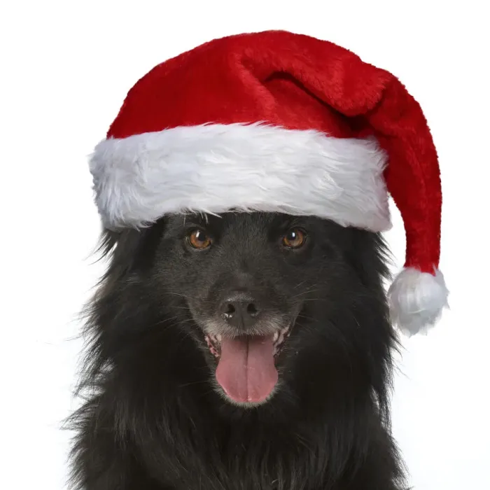 Framed Print : 13131633. DOG. Pyrenean sheepdog wearing a Christmas hat Date Framed Print : 13131633. DOG. Pyrenean sheepdog wearing a Christmas hat Date