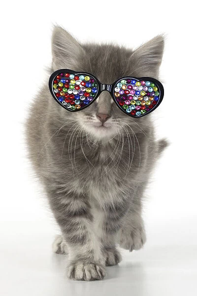 13131634. CAT. grey  /  silver tabby kitten wearing heart shaped jewel glasses Date