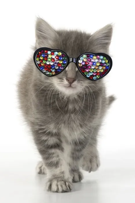 Framed Print : 13131634. CAT. grey / silver tabby kitten wearing heart shaped jewel glasses Date Framed Print : 13131634. CAT. grey / silver tabby kitten wearing heart shaped jewel glasses Date