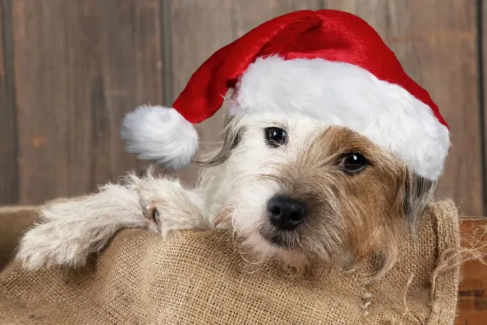 Framed Print : 13131638. DOG - Jack Russell Terrier wearing a red Christmas hat Date Framed Print : 13131638. DOG - Jack Russell Terrier wearing a red Christmas hat Date