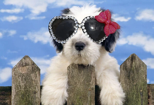 13131641. Polish Lowland Sheepdog puppy wearing heart shaped glasses Date