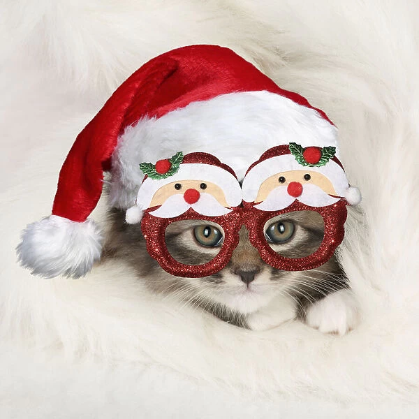 13131642. CAT - Somali x tabby kitten wearing Christmas hat and glasses Date