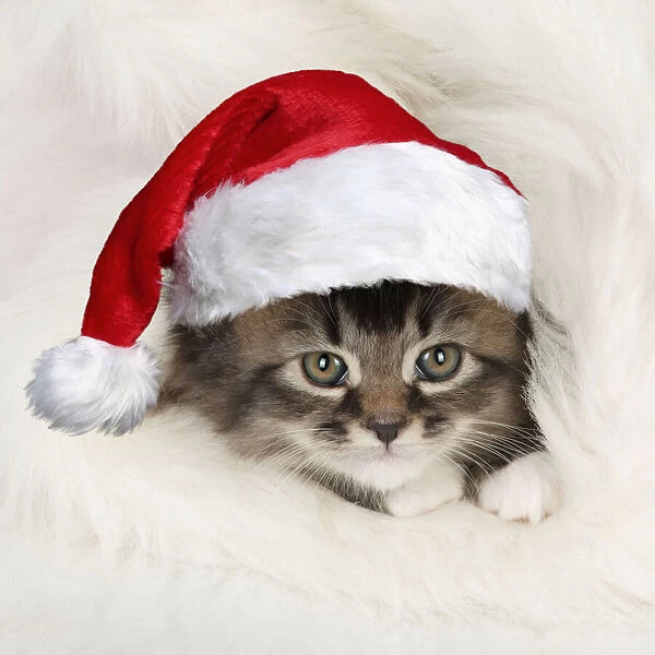 13131643. CAT - Somali x tabby kitten wearing Christmas hat Date