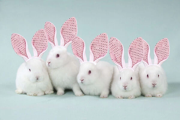13131644. RABBIT - Mini ivory satin rabbits sitting in a row wearing fake bunny ears Date