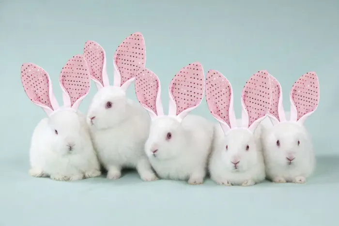 Framed Print : 13131644. RABBIT - Mini ivory satin rabbits sitting in a row wearing fake bunny ears Date Framed Print : 13131644. RABBIT - Mini ivory satin rabbits sitting in a row wearing fake bunny ears Date