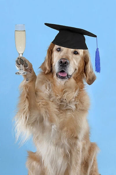 13131646. DOG - Golden retriever celebrating graduation with a glass of champagne Date