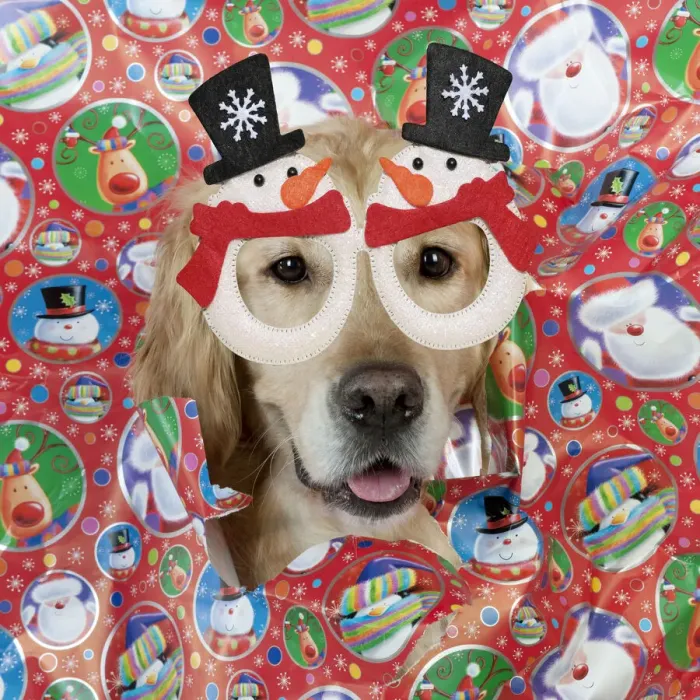 Framed Print : 13131647. DOG - Golden retriever looking through a hole in wrapping paper Date Framed Print : 13131647. DOG - Golden retriever looking through a hole in wrapping paper Date