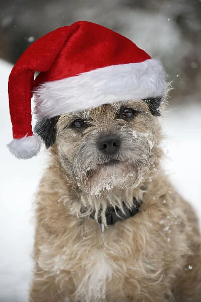 13131648. DOG - Border terrier in snow wearing a Christmas hat Date