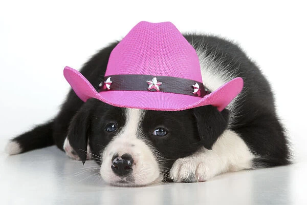 13131649. DOG - Border collie puppy lying down wearing a pink cowboy hat Date
