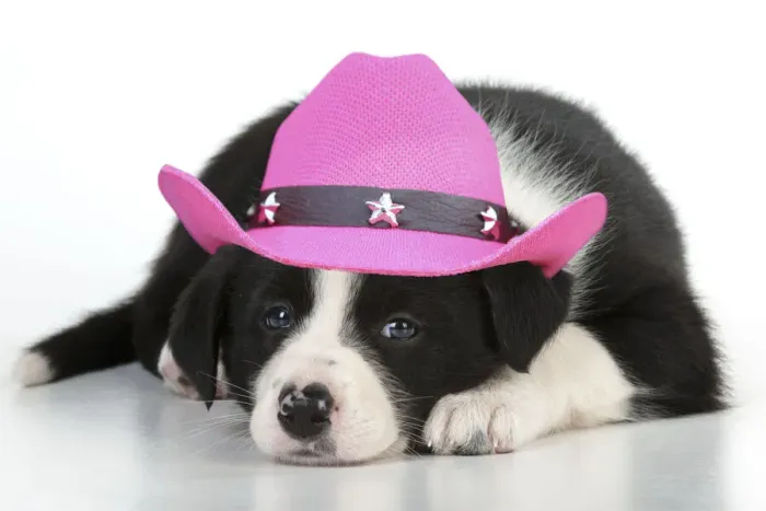 Framed Print : 13131649. DOG - Border collie puppy lying down wearing a pink cowboy hat Date Framed Print : 13131649. DOG - Border collie puppy lying down wearing a pink cowboy hat Date