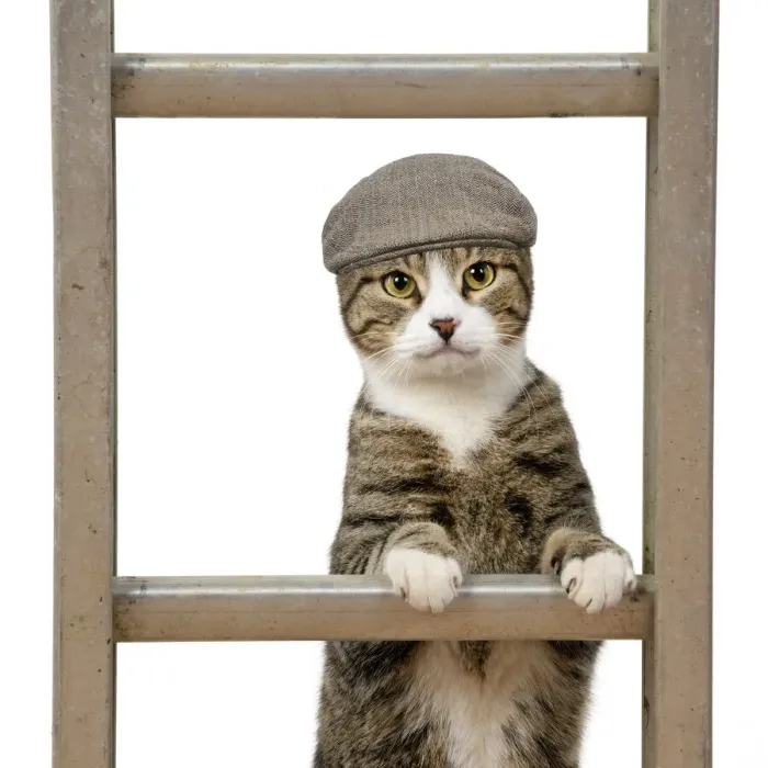 Framed Print : 13131650. CAT. Tabby and white cat climbing a ladder wearing a flat cap Date Framed Print : 13131650. CAT. Tabby and white cat climbing a ladder wearing a flat cap Date