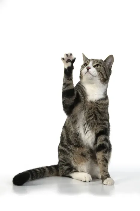 Framed Print : 13131653. CAT. Tabby and white cat with paws up, studio, white background Date Framed Print : 13131653. CAT. Tabby and white cat with paws up, studio, white background Date