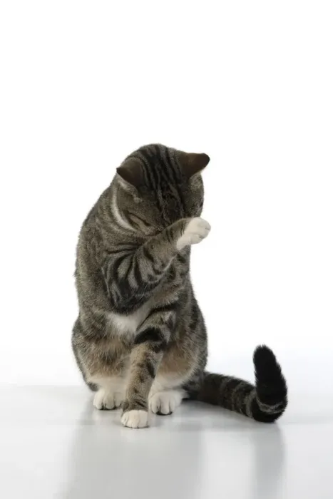Framed Print : 13131654. CAT. Tabby and white cat with paws up, studio, white background Date Framed Print : 13131654. CAT. Tabby and white cat with paws up, studio, white background Date