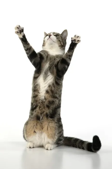 Framed Print : 13131655. CAT. Tabby and white cat with paws up, studio, white background Date Framed Print : 13131655. CAT. Tabby and white cat with paws up, studio, white background Date