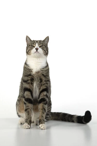 13131656. CAT. Tabby & white cat with paws up, studio, white background Date
