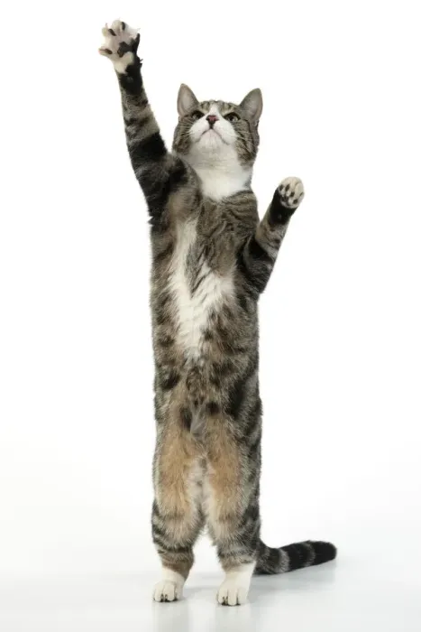Framed Print : 13131657. CAT. Tabby and white cat with paws up, studio, white background Date Framed Print : 13131657. CAT. Tabby and white cat with paws up, studio, white background Date