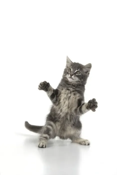 Framed Print : 13131660. CAT. silver grey kitten ( 12 weeks old ) with paws up Framed Print : 13131660. CAT. silver grey kitten ( 12 weeks old ) with paws up
