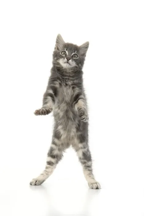 Framed Print : 13131662. CAT. silver grey kitten ( 12 weeks old ) with paws up Framed Print : 13131662. CAT. silver grey kitten ( 12 weeks old ) with paws up