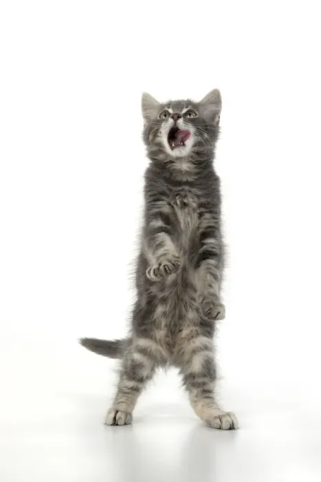 Framed Print : 13131667. CAT. silver grey kitten ( 12 weeks old ) with paws up Framed Print : 13131667. CAT. silver grey kitten ( 12 weeks old ) with paws up