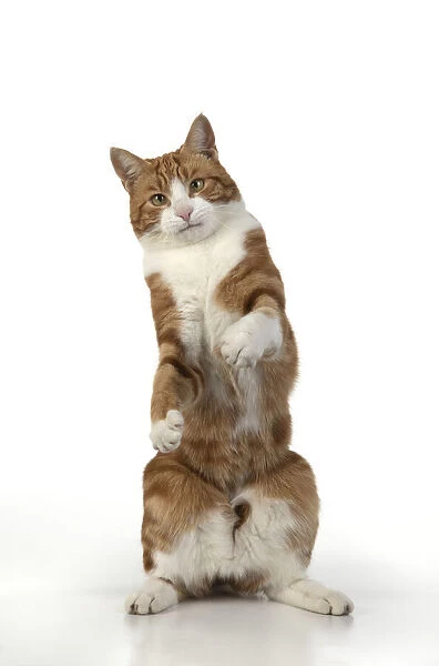 13131670. CAT. Ginger & white cat with paws up, studio, white background Date