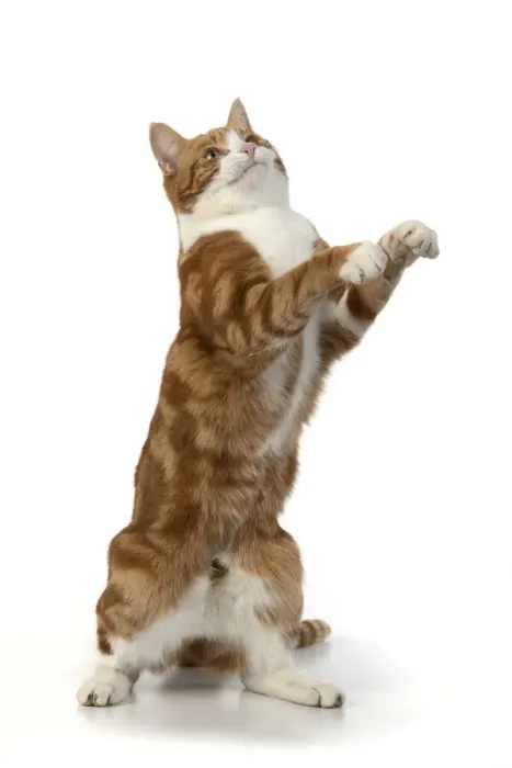Framed Print : 13131671. CAT. Ginger and white cat with paws up, studio, white background Date Framed Print : 13131671. CAT. Ginger and white cat with paws up, studio, white background Date