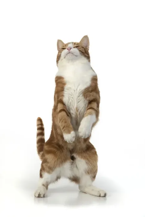 Framed Print : 13131673. CAT. Ginger and white cat with paws up, studio, white background Date Framed Print : 13131673. CAT. Ginger and white cat with paws up, studio, white background Date