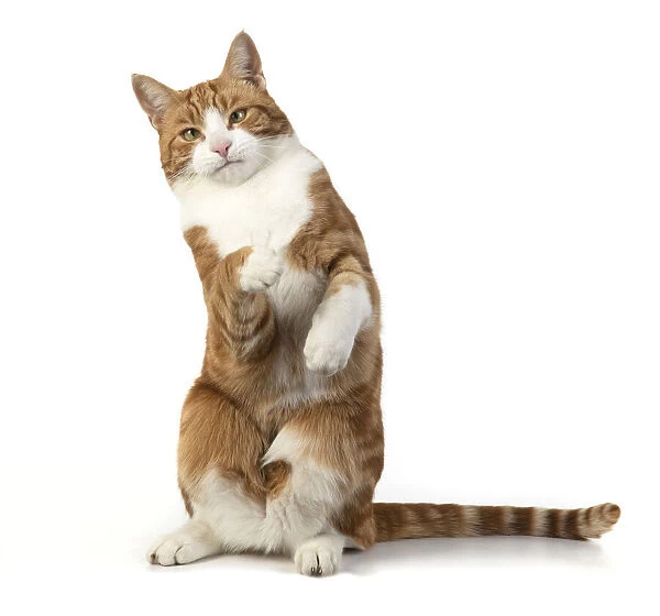 13131674. CAT. Ginger & white cat with paws up, studio, white background Date