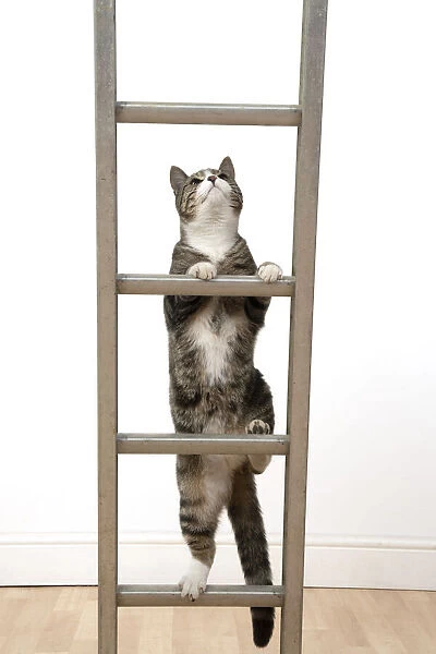13131675. CAT. Tabby & white cat climbing a ladder, studio, white background Date