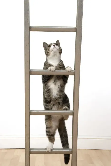 Framed Print : 13131675. CAT. Tabby and white cat climbing a ladder, studio, white background Date Framed Print : 13131675. CAT. Tabby and white cat climbing a ladder, studio, white background Date