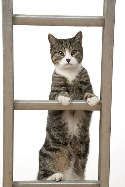 13131676. CAT. Tabby & white cat climbing a ladder, studio, white background Date