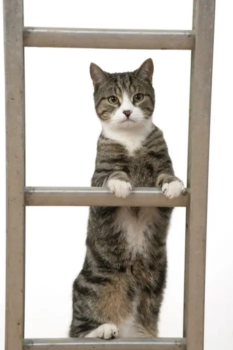 Framed Print : 13131676. CAT. Tabby and white cat climbing a ladder, studio, white background Date Framed Print : 13131676. CAT. Tabby and white cat climbing a ladder, studio, white background Date