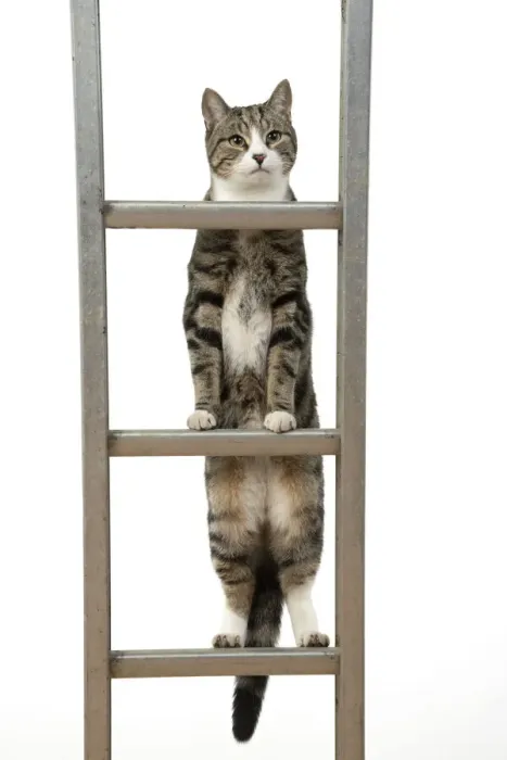 Framed Print : 13131677. CAT. Tabby and white cat climbing a ladder, studio, white background Date Framed Print : 13131677. CAT. Tabby and white cat climbing a ladder, studio, white background Date