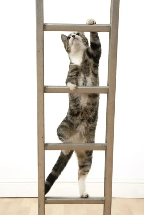 Framed Print : 13131678. CAT. Tabby and white cat climbing a ladder, studio, white background Date Framed Print : 13131678. CAT. Tabby and white cat climbing a ladder, studio, white background Date