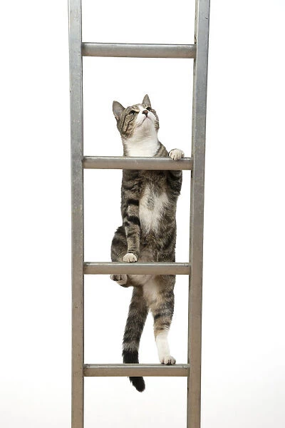 13131680. CAT. Tabby & white cat climbing a ladder, studio, white background Date