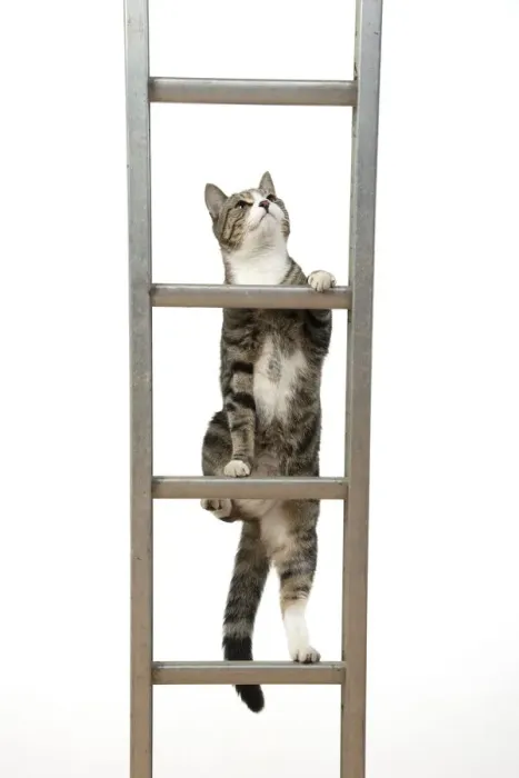 Framed Print : 13131680. CAT. Tabby and white cat climbing a ladder, studio, white background Date Framed Print : 13131680. CAT. Tabby and white cat climbing a ladder, studio, white background Date