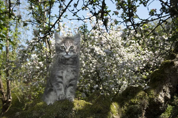 13131681. CAT. Kitten up an apple tree with blossom Date