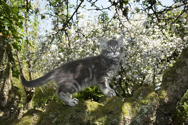 13131682. CAT. Kitten up an apple tree with blossom Date