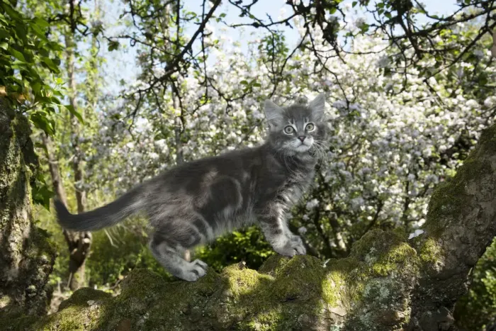 Framed Print : 13131682. CAT. Kitten up an apple tree with blossom Date Framed Print : 13131682. CAT. Kitten up an apple tree with blossom Date