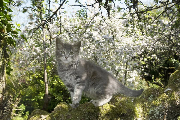 13131683. CAT. Kitten up an apple tree with blossom Date